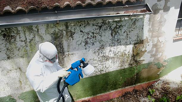Trusted Mold Remediation service in Buckley, WA - Cheap Mold Removal